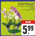 Orchidee Phalaenopsis Angebote bei EDEKA Fürth für 5,99 €