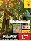 Gemüsepflanzen bei Netto Marken-Discount im Luckenwalde Prospekt für 1,99 €