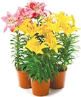 Netto mit dem Scottie Dahlewitz - Asiatische Lilien Angebot im Prospekt Asiatische Lilien bei Netto mit dem Scottie im Dahlewitz Prospekt für 2,99 €