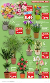 Aktueller Kaufland Prospekt mit Blumentopf, "Aktuelle Angebote", Seite 5