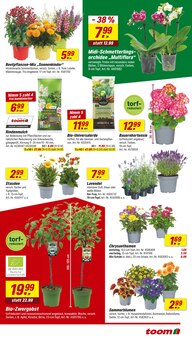 Hortensie im aktuellen toom Baumarkt Prospekt (Chemnitz) Hortensie im toom Baumarkt Prospekt "Respekt, wer's selber macht." mit 16 Seiten (Chemnitz)