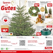 Aktueller Thomas Philipps Prospekt mit Blumen, "Top Angebote", Seite 26