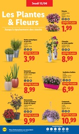 Plantes Angebote im Prospekt "Fan de l'été" von Lidl Plantes Angebote im Prospekt "Fan de l'été" von Lidl auf Seite 28