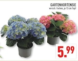 GARTENHORTENSIE bei Marktkauf im Lüdinghausen Prospekt für 5,99 €