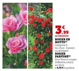 Rosier en motte - Super U à Lyon Rosier en motte en promo chez Super U Lyon à 3,99 €