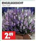 ENGELSGESICHT im Angebot bei Wreesmann in Cottbus ENGELSGESICHT Angebote bei Wreesmann Cottbus für 2,49 €