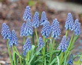 Perlhyazinthe Muscari von  im aktuellen Kiebitzmarkt Prospekt für 1,79 €
