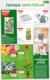 Pflanzen im aktuellen ZG Raiffeisen Prospekt (Heidelberg) Pflanzen im ZG Raiffeisen Prospekt "JETZT WIRD'S GEMÜTLICH" mit 8 Seiten (Heidelberg)