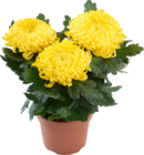 CHRYSANTHÈME GROSSES TÊTES - SANS MARQUE en promo chez Auchan Hypermarché Valence à 5,49 €