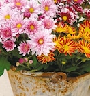 Chrysanthemen Special Mix bei Netto mit dem Scottie im Lutherstadt Wittenberg Prospekt für 1,99 €