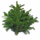 Hagebaumarkt - Adventsgrün Angebot im Prospekt Adventsgrün bei Hagebaumarkt im Prospekt "" für 2,49 €