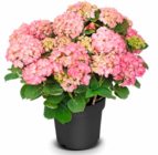 Aktuelles Hortensie Angebot bei Hagebaumarkt in Mainz ab 12,99 €