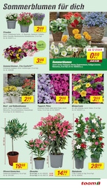 Aktueller toom Baumarkt Prospekt mit Blumen, "Respekt, wer's selber macht.", Seite 3