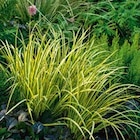 Promo Collection de Graminées à 5,19 € dans le catalogue Botanic à Grand Menil