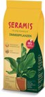 Zimmerpflanzen im Angebot bei Netto Marken-Discount in Pforzheim Zimmerpflanzen Angebote von SERAMIS bei Netto Marken-Discount Pforzheim für 3,99 €