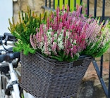 Hagebaumarkt Unterhaching - Heidekraut (Calluna vulgaris) „Beauty Ladies“ Angebot im Prospekt Heidekraut (Calluna vulgaris) „Beauty Ladies“ bei Hagebaumarkt im Unterhaching Prospekt für 1,79 €