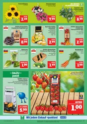 Blumen im Marktkauf Prospekt in Hof Aktueller Marktkauf Prospekt mit Blumen, "AUSWAHL RIESIG, PREISE NIEDRIG", Seite 11