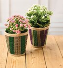 Kalanchoe en promo chez U Express Ajaccio à 4,99 €