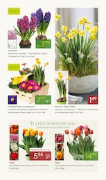 Narzissen Angebot im aktuellen Pflanzen Kölle Prospekt auf Seite 5