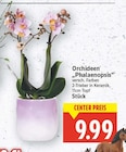 Aktuelles Orchideen 'Phalaenopsis' Angebot bei E center in Berlin ab 9,99 €
