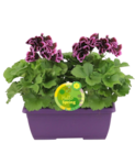 Mini jardinière fleurie en promo chez Carrefour Tours à 7,99 €