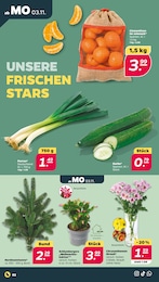 Netto mit dem Scottie Weihnachtskaktus im Prospekt Netto mit dem Scottie Weihnachtskaktus im Prospekt