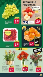 Mandarinen Angebot im aktuellen Netto mit dem Scottie Prospekt auf Seite 3