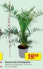 Kanarische Dattelpalme Angebote bei toom Baumarkt Gronau für 19,99 €