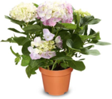 Aktuelle Hortensie Angebote bei Netto Marken-Discount in Duisburg Aktuelles Hortensien Angebot bei Netto Marken-Discount in Duisburg ab 6,99 €