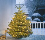 Nordmanntanne bei toom Baumarkt im Nuthe-Urstromtal Prospekt für 17,99 €