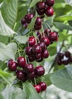 Süßkirschenbaum im Angebot bei Garten-Center Nordharz GmbH & Co. KG in Wolfsburg Süßkirschenbaum Angebote bei Garten-Center Nordharz GmbH & Co. KG Wolfsburg für 15,99 €