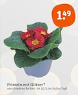 Primeln mit Glitzer Angebote bei tegut Gotha für 1,49 €