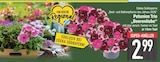 Petunien Trio 'Beerenliebe' von Edeka Südbayern im aktuellen EDEKA Prospekt für 2,99 €