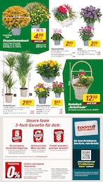 Chrysanthemen Angebot & Preis im aktuellen toom Baumarkt Prospekt Chrysanthemen Angebot im aktuellen toom Baumarkt Prospekt auf Seite 4
