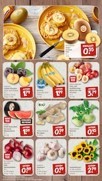 Pflanzen Angebot & Preis im aktuellen nahkauf Prospekt Pflanzen Angebot im aktuellen nahkauf Prospekt auf Seite 3