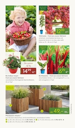 Pflanzen Kölle Blumentopf im Prospekt 