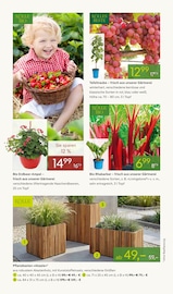 Beerensträucher Angebote im Prospekt "FRÜHLINGS-FREUDE" von Pflanzen Kölle auf Seite 8