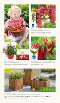 Weintrauben im Pflanzen Kölle Prospekt "FRÜHLINGS-FREUDE" mit 16 Seiten (Nürnberg)