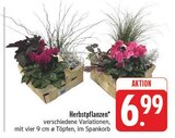 EDEKA - Herbstpflanzen Angebot im Prospekt Herbstpflanzen bei EDEKA im Prospekt "" für 6,99 €