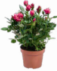 Rosen für 2,29 € bei Netto Marken-Discount im Angebot Rosen im aktuellen Netto Marken-Discount Prospekt