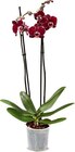Orchidee im Angebot bei Netto Marken-Discount in Goslar Orchidee Angebote bei Netto Marken-Discount Goslar für 4,99 €