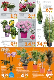 Orchidee im Globus-Baumarkt Prospekt in Jena Aktueller Globus-Baumarkt Prospekt mit Orchidee, "Immer eine Idee besser", Seite 3