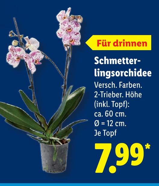 Schmetterlingsorchidee