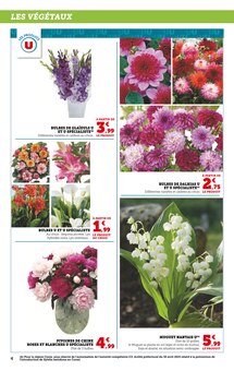 Promo Bulbes à fleurs dans le catalogue Super U du moment à la page 4