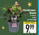 Aktuelles Christrosen-Busch Angebot bei E center in Augsburg ab 9,99 €