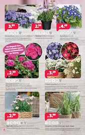 Aktueller Kiebitzmarkt Prospekt mit Stauden, "Unsere Highlights zu Ostern!", Seite 6