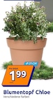 Blumentopf Chloe im Action Prospekt Blumentopf Chloe von im aktuellen Action Prospekt für 1,99 €