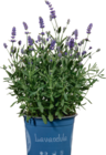 Lavendel im tegut Prospekt Lavendel von im aktuellen tegut Prospekt für 3,99 €