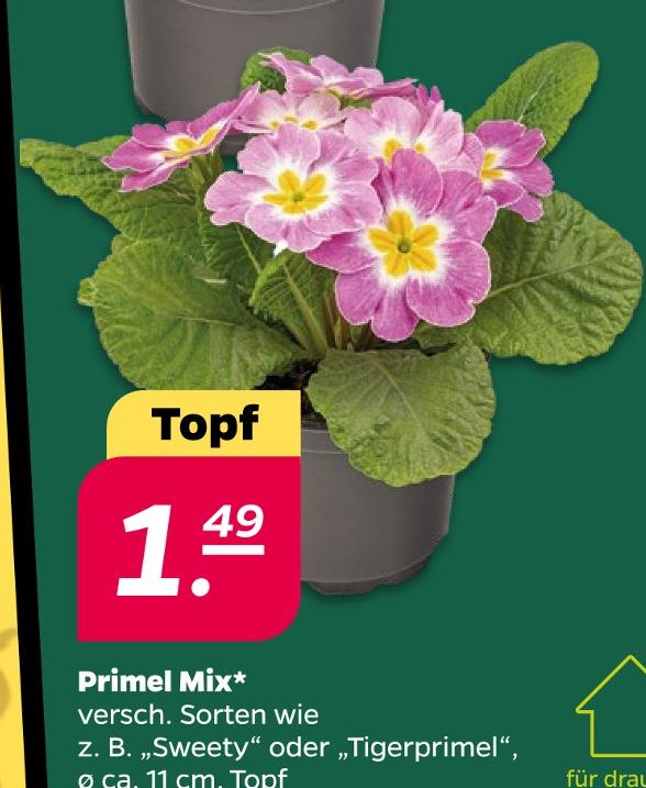 Primel Mix
