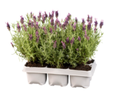 Lavendel stoechas im Angebot bei Lidl in Hagen Lavendel stoechas Angebote bei Lidl Hagen für 5,99 €